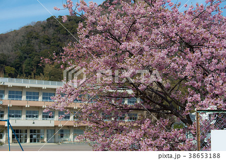 河津桜 Cherry Blossoms 38653188