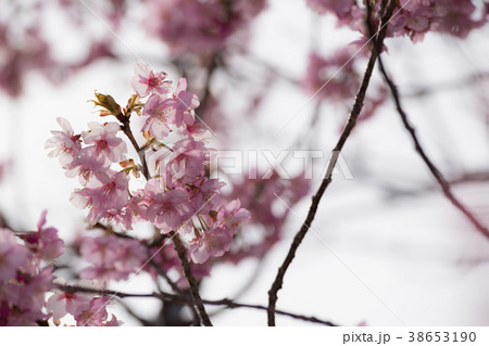 河津桜 Cherry Blossoms 38653190