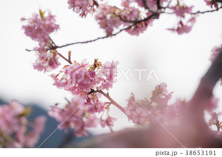 河津桜 Cherry Blossoms 38653191