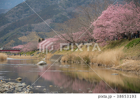 河津桜 Cherry Blossoms 38653193