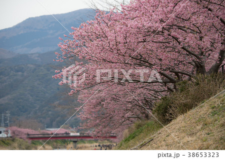河津桜 Cherry Blossoms 河津桜 Cherry Blossoms 38653323
