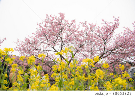 河津桜 Cherry Blossoms 河津桜 Cherry Blossoms 38653325