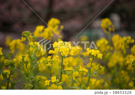 河津桜 Cherry Blossoms 38653326