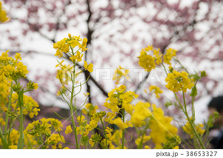 河津桜 Cherry Blossoms 38653327