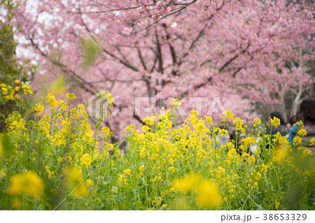 河津桜 Cherry Blossoms 38653329