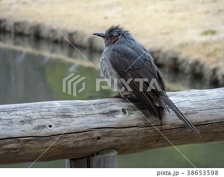 食後のひよどり 食後のひよどり 38653598