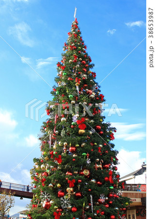 サンフランシスコ・ピア39周辺の風景　クリスマスツリー 38653987