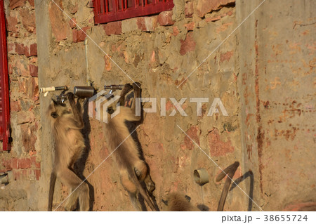 インドのプシュカル　住居の水道の蛇口から水を飲むハマヌーン・ラングール 38655724