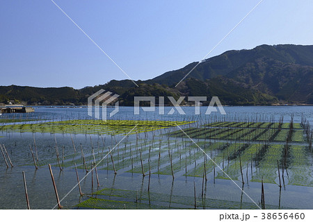 【三重県 紀北町】のりひびと青い海 【三重県 紀北町】のりひびと青い海 38656460