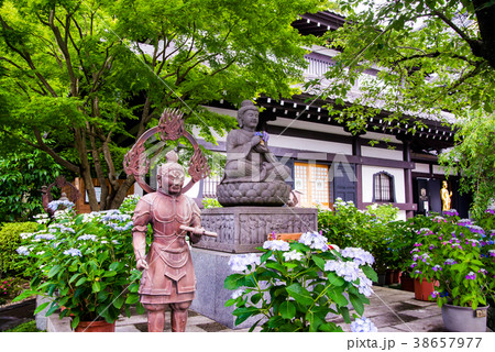 鎌倉 長谷寺 観音ミュージアム前のアジサイと仏像の写真素材