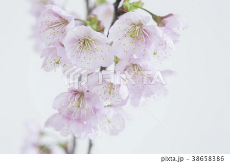 美しい桜 38658386
