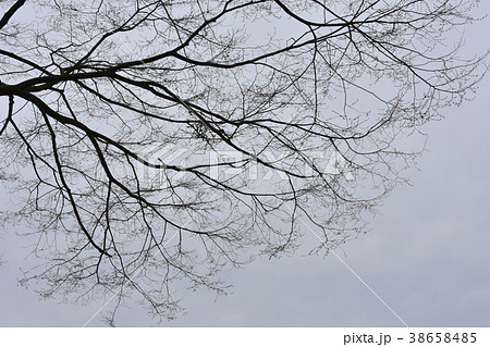 寒空と枯れ枝 38658485