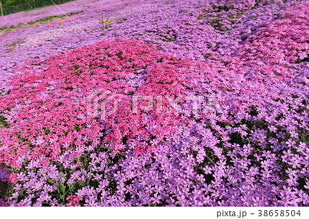 芝桜  しばさくら 38658504