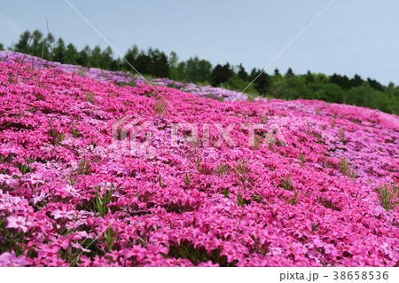 芝ざくら（北海道/滝上公園） 38658536