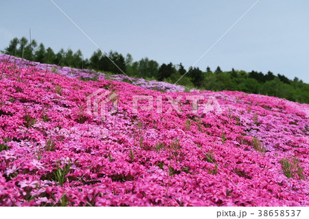 芝ざくら(北海道/滝上公園) 芝ざくら(北海道/滝上公園) 38658537