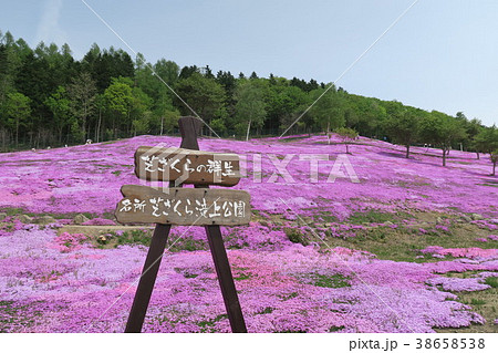 芝ざくら（北海道/滝上公園） 38658538