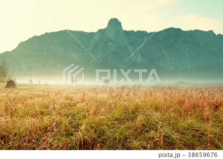 Autumn meadow 38659676