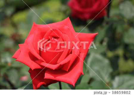 バラ:クリスチャンディオール バラ:クリスチャンディオール 38659802