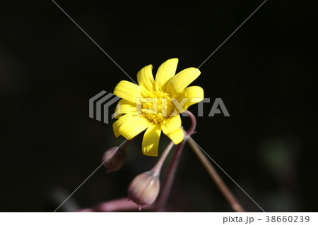 ルビーネックレス ルビーネックレス 38660239