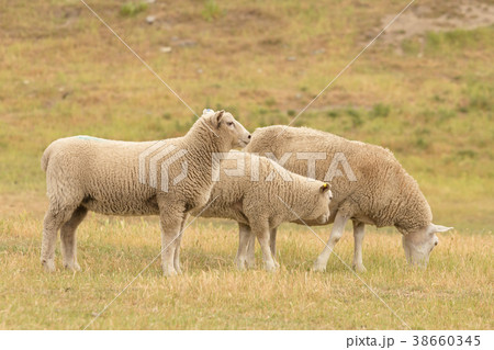 Farming sheep over dry green glass Farming sheep over dry green glass 38660345