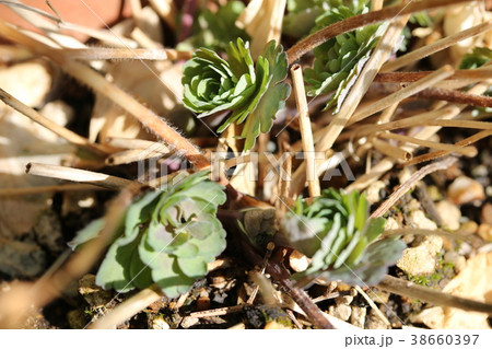 オダマキの芽 オダマキの芽 38660397