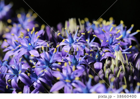 シラー・ペルビアナ 38660400