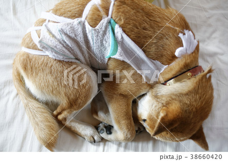 麻酔で眠っている柴犬 38660420