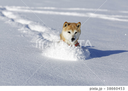雪野原で遊ぶ柴犬 38660453
