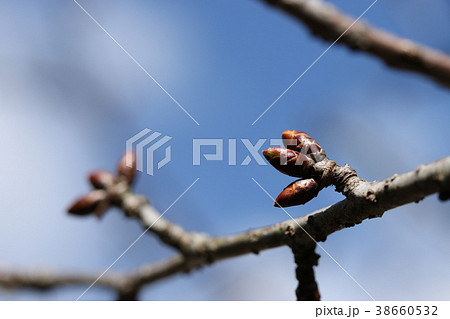 八重桜の新芽 八重桜の新芽 38660532