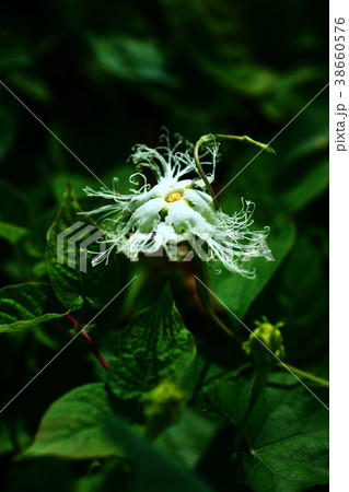 野草　キカラスウリの花 38660576