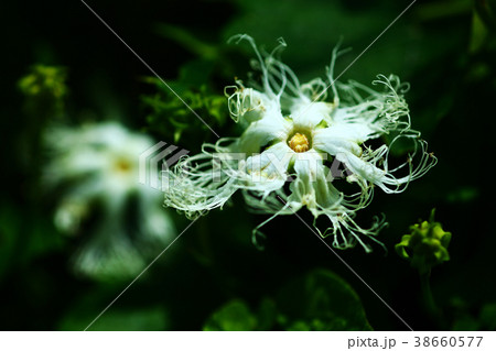 野草 キカラスウリの花 野草 キカラスウリの花 38660577