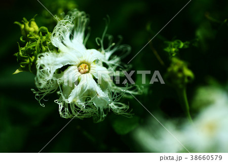 野草　キカラスウリの花 38660579