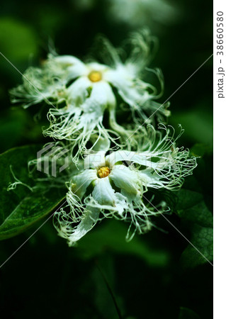 野草 キカラスウリの花 野草 キカラスウリの花 38660580