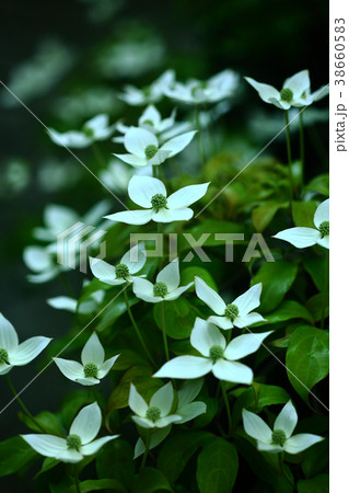 常緑ヤマボウシの開花 常緑ヤマボウシの開花 38660583