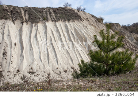 Young pine in limestone quarry. 38661054