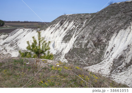 Young pine in limestone quarry. 38661055