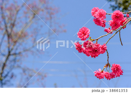 桜 さくら サクラ 38661353