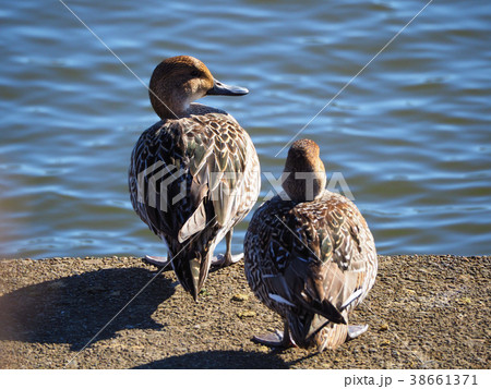 霞ヶ浦のオナガガモのアップ　茨城県 38661371