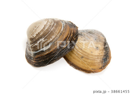 刺身用の生のホッキ貝 38661455