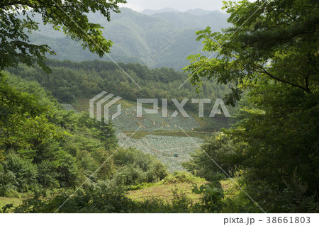 韓国 植物 山 38661803