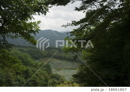韓国 植物 屋外 38661807