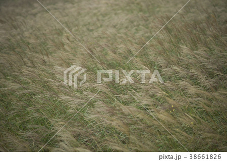 旌善郡 山 屋外 38661826