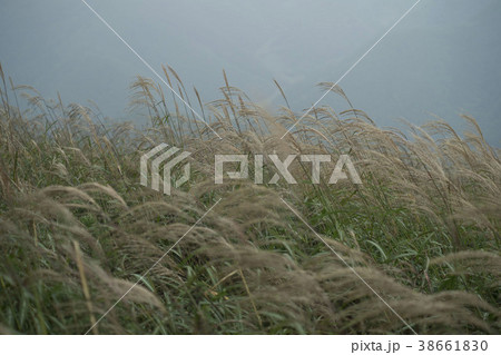 韓国 植物 屋外 38661830