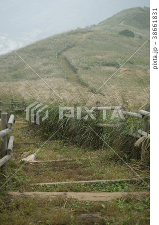 韓国 植物 山 38661831