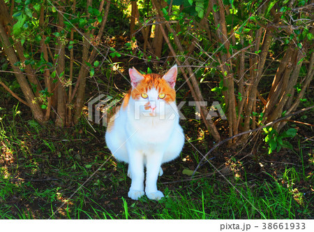 芝川サイクリングロードの野良猫 38661933