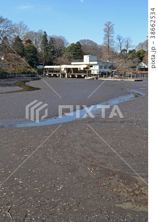 2018年　井の頭池の池干　三回目のかいぼりの風景 38662534
