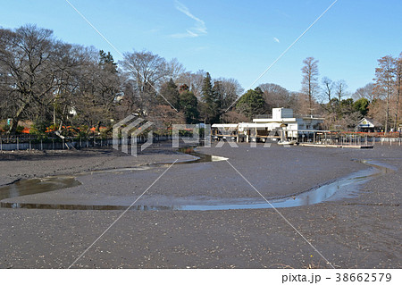 2018年　井の頭池の池干　三回目のかいぼりの風景 38662579