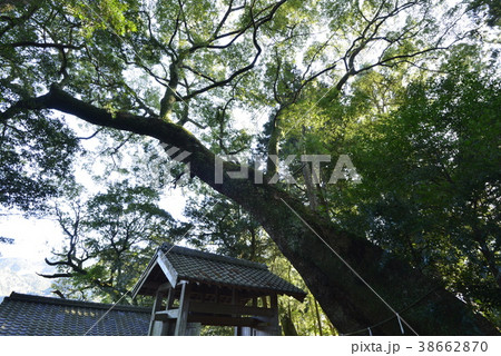 【三重県　尾鷲市】飛鳥神社の大クスノキ 38662870
