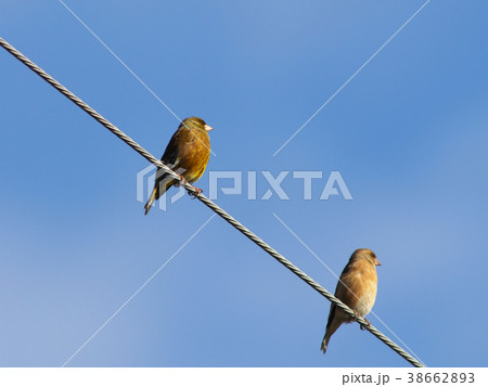 餌を探すカワラヒラ 38662893