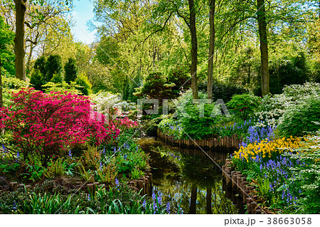 Keukenhof flower garden. Lisse, the Netherlands. 38663058